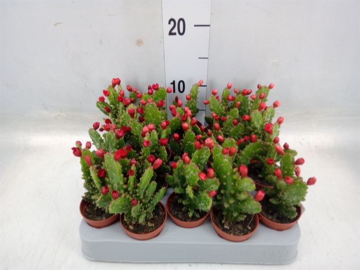 <h4>Austrocylindropuntia subulata</h4>