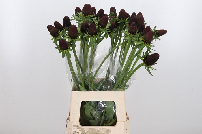 <h4>Rudbeckia Bl Nipple</h4>