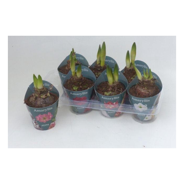 <h4>Hipp Gem 4 Srt</h4>