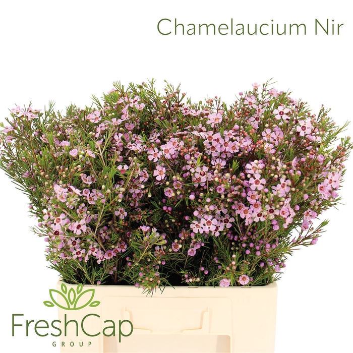 <h4>Chamelaucium Nir</h4>
