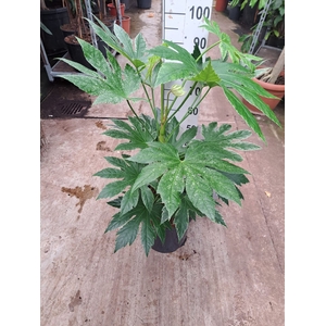 Fatsia japonica 'Variegata'