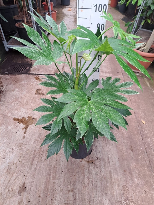 <h4>Fatsia japonica 'Variegata'</h4>