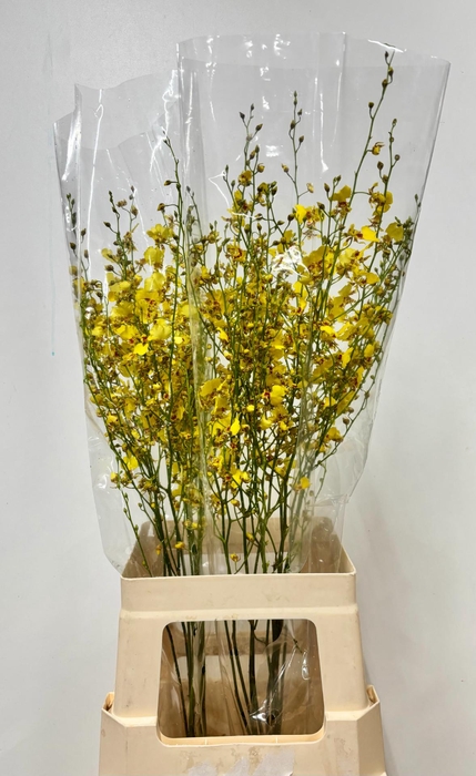 <h4>DENDR ONCIDIUM -LL ONCIDIUM -XXL</h4>