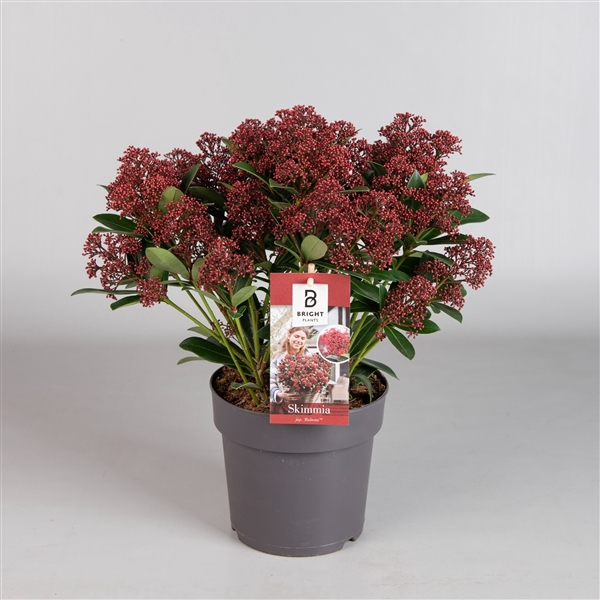 <h4>Skimmia Rubesta 20+</h4>