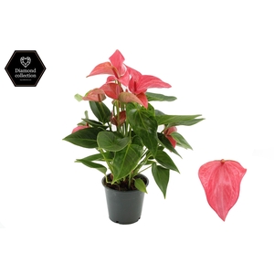Anthurium 12 cm Romantico in transparant sleeve