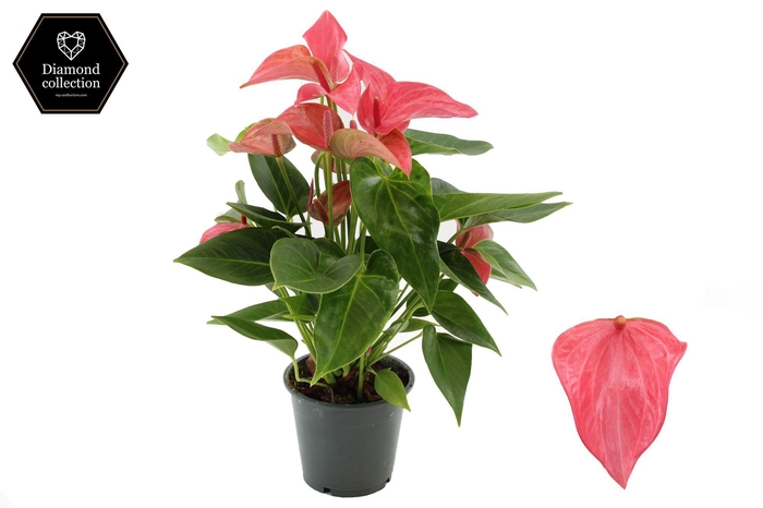 <h4>Anthurium 12 cm Romantico in transparant sleeve</h4>