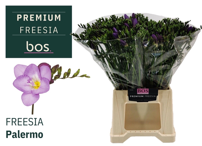 <h4>FR EN PALERMO</h4>