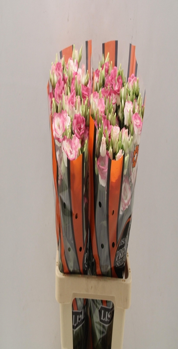 <h4>Lisianthus do excalibur hot lips</h4>