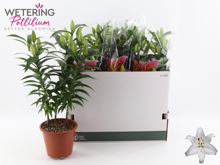 <h4>LIL OR SUN BAHAMAS</h4>