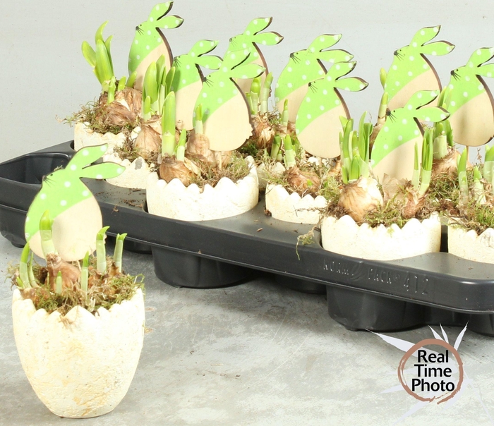 <h4>ARR NARCISSUS</h4>