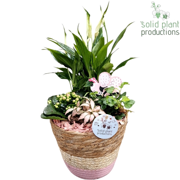 <h4>SP021 Babs Basket Medium Pink Spathiphyllum</h4>