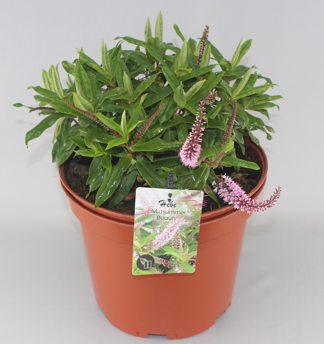 <h4>Hebe 'Midsummer Beauty' C10</h4>