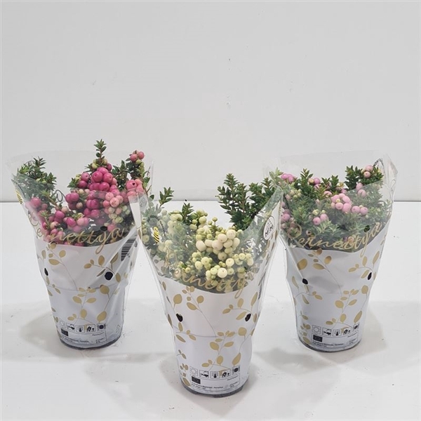 <h4>Gaultheria mucronata Gemengd laag in WITTE hoes</h4>