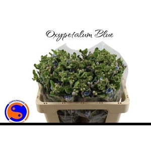 OXY CO TAN PURE BLU