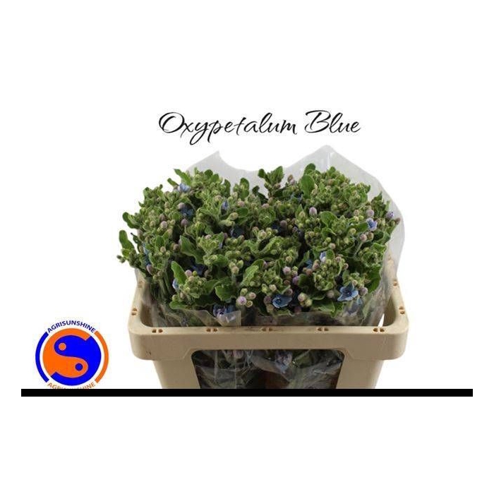 <h4>OXY CO TAN PURE BLU</h4>
