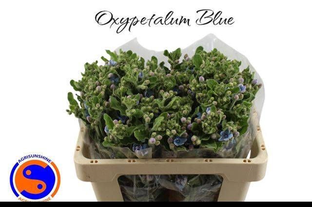 OXY CO TAN PURE BLU