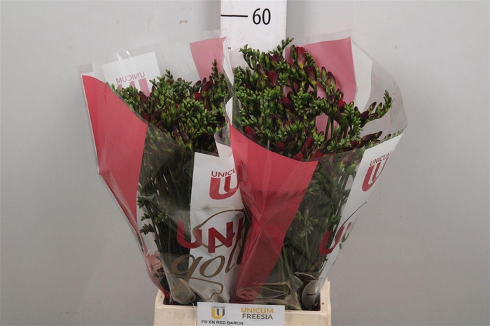 <h4>Fr En Red Baron</h4>