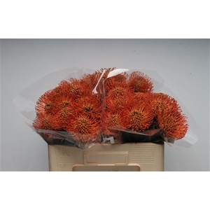 Leuco Klbh Caramel