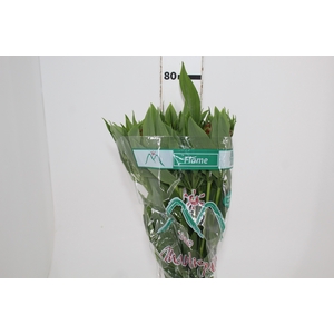 ALSTROEMERIA FLAME 080 CM