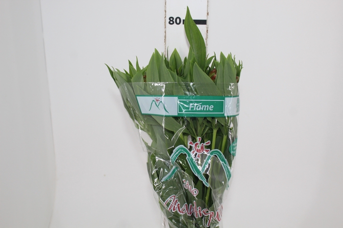 <h4>ALSTROEMERIA FLAME 080 CM</h4>