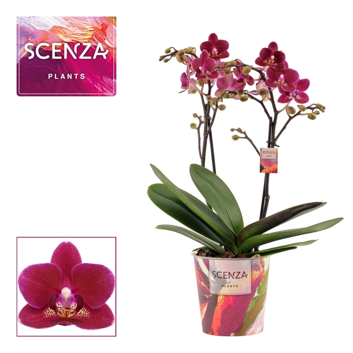 <h4>Phalaenopsis multiflora 2 tak Chamonix (Scenza)</h4>