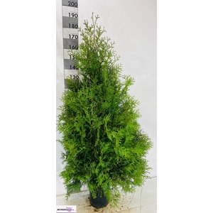 THUJA O BRABANT