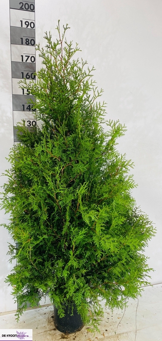 <h4>THUJA O BRABANT</h4>