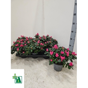 RHODO SI NORDL VOGEL