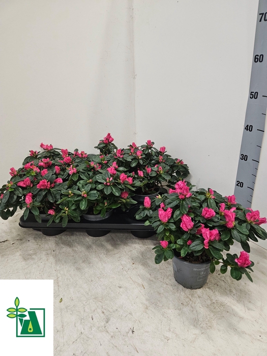 <h4>RHODO SI NORDL VOGEL</h4>