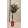 Olea Europaea