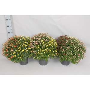 Bolchrysant jasoda  Trio 3 kleuren per pot