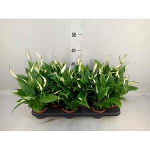 Spathiphyllum  'Chopin'