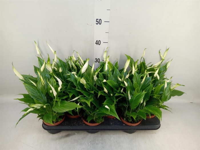 <h4>Spathiphyllum  'Chopin'</h4>