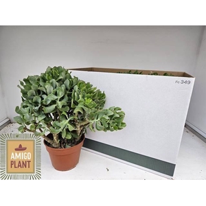 CRASS ARBOR UNDILATI