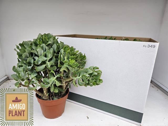 <h4>CRASS ARBOR UNDILATI</h4>