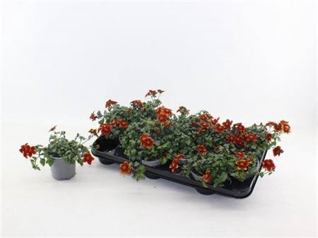 <h4>Bidens Eldorado Red</h4>