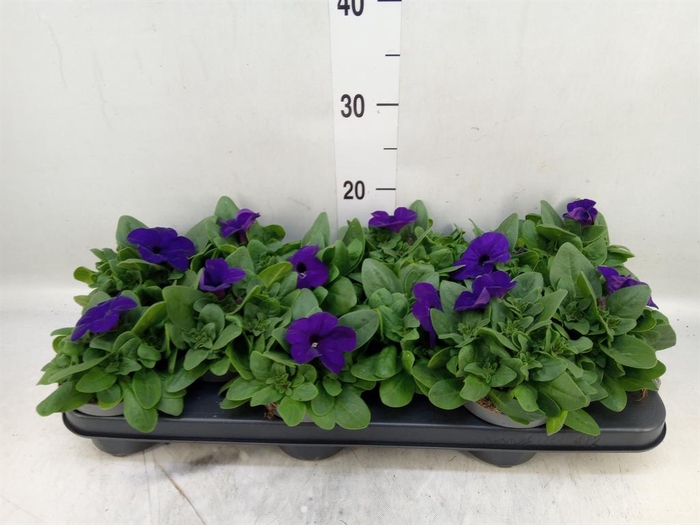 <h4>Petunia   ...</h4>