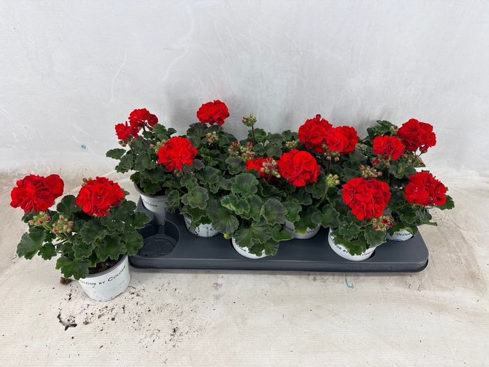 <h4>PEL ZON DV MYLEN RED</h4>