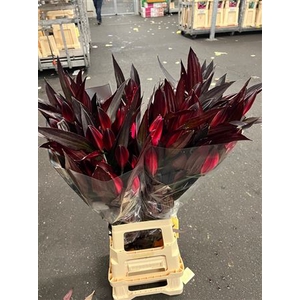 Li Or Rood