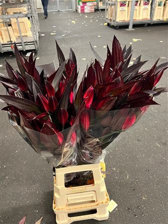 <h4>Li Or Rood</h4>