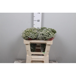 Kaaps Brunia Silver Moon