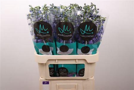 <h4>Delph Du Guard Blue</h4>