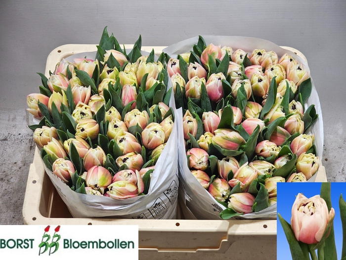 <h4>TU DU SAMBUCA</h4>