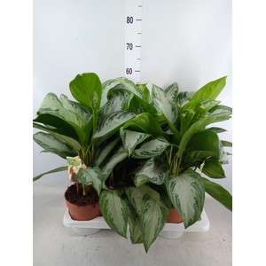 Aglaonema  'Silver Bay'