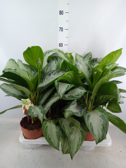 <h4>Aglaonema  'Silver Bay'</h4>