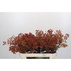Rozenbottel Autumn Rosefruits