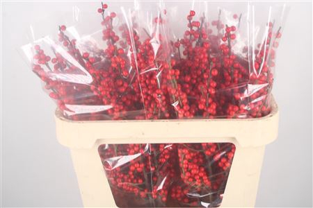 <h4>Ilex Verticilata Red Extra</h4>