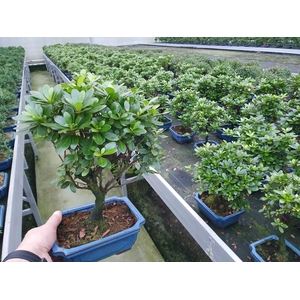 rhododendron indicum, 20 broom, with drip tray