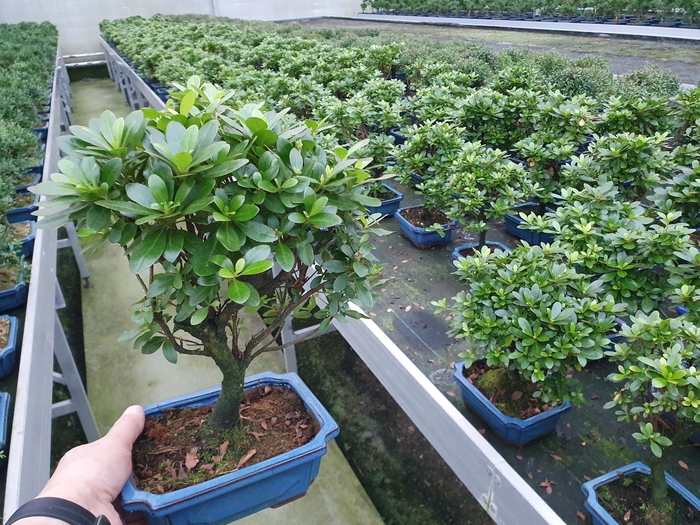 <h4>rhododendron indicum, 20 broom, with drip tray</h4>