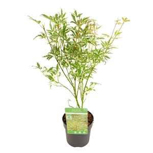 Acer palm. 'Butterfly'